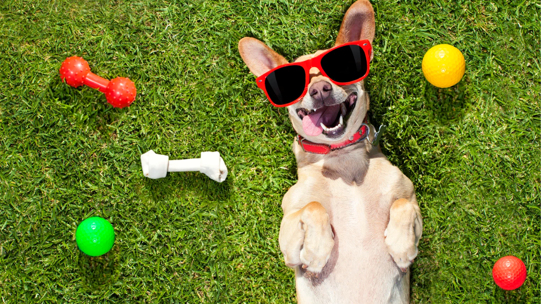 Are You Speaking Your Pet’s Love Language?
